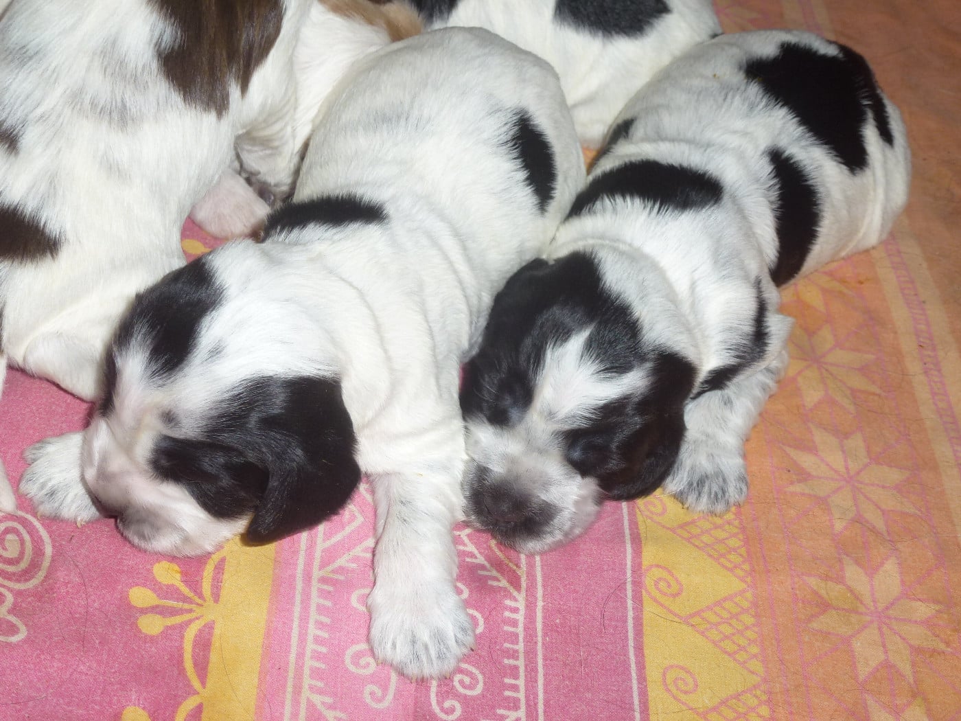Chiot N°1