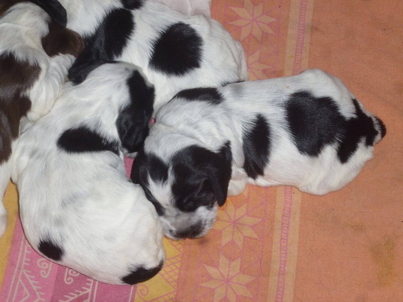 Chiot N°1