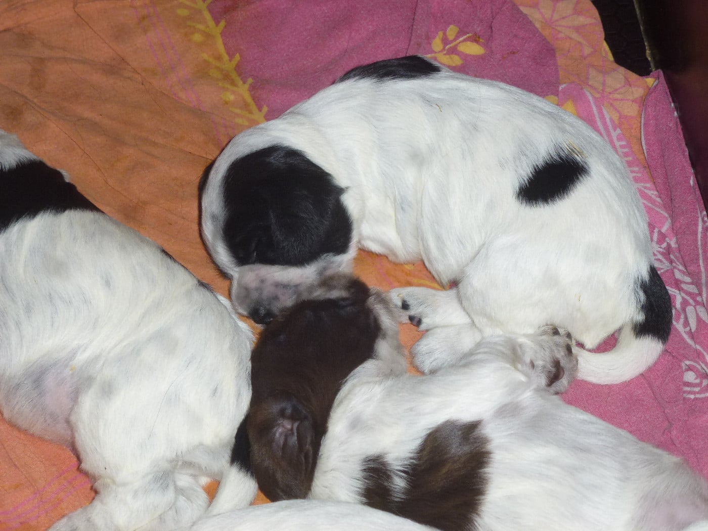 Chiot N°1