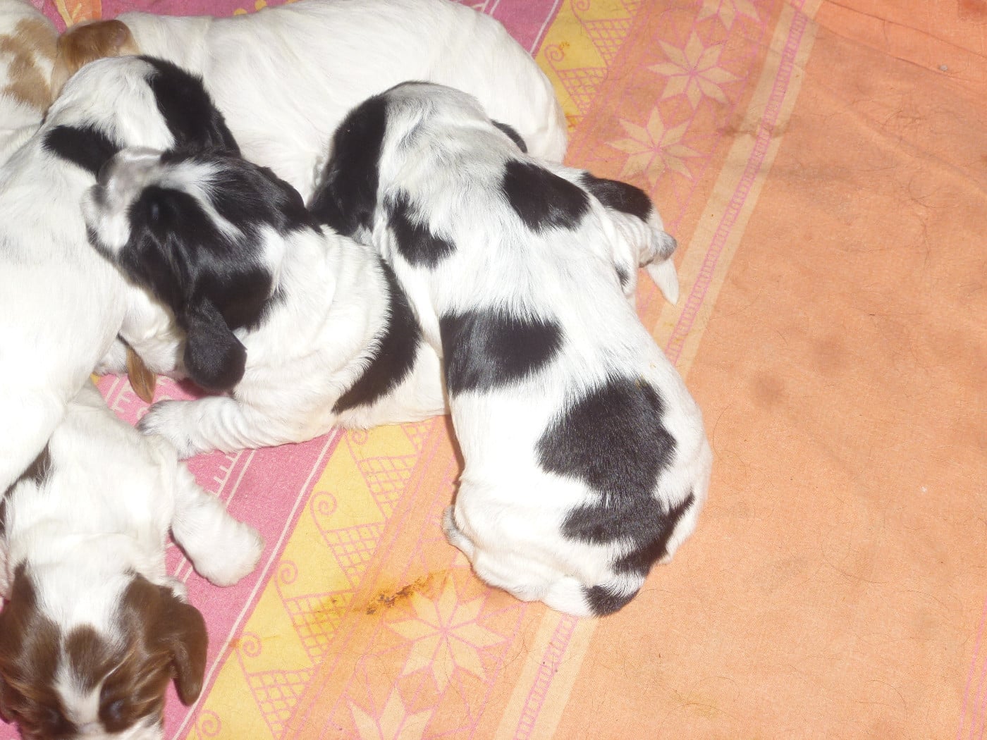 Chiot N°2