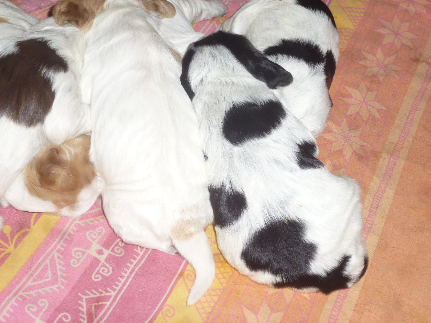 Chiot N°2