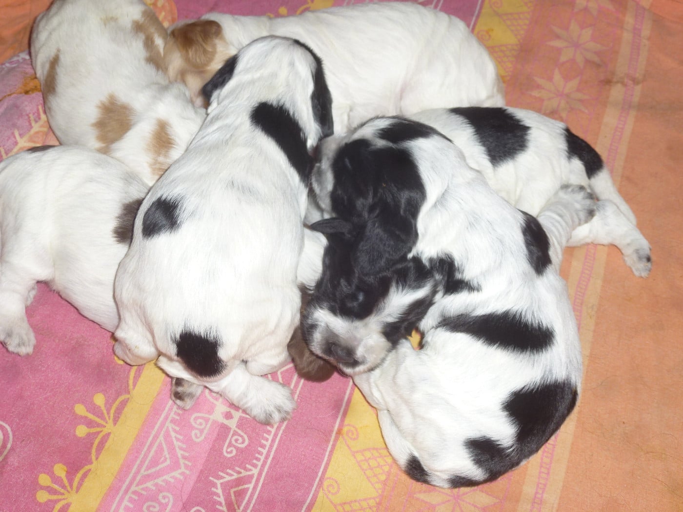 Chiot N°2