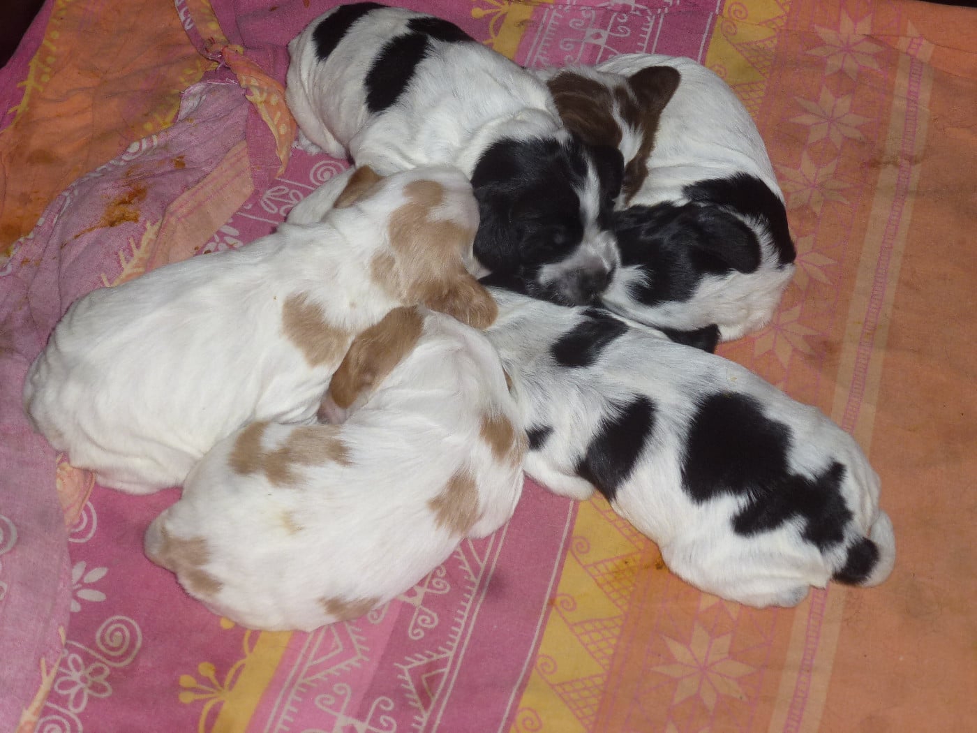 Chiot N°3