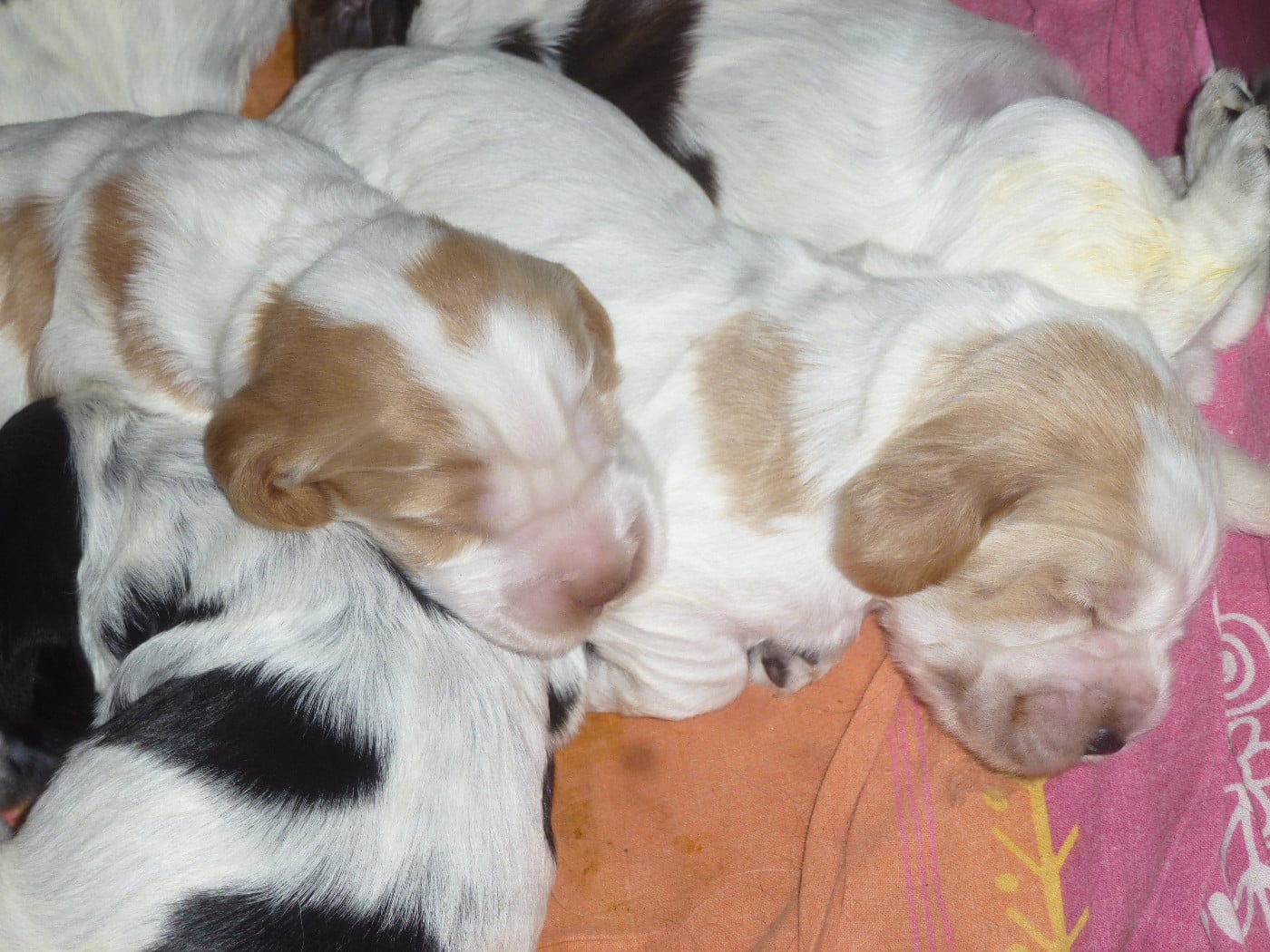 Chiot N°3