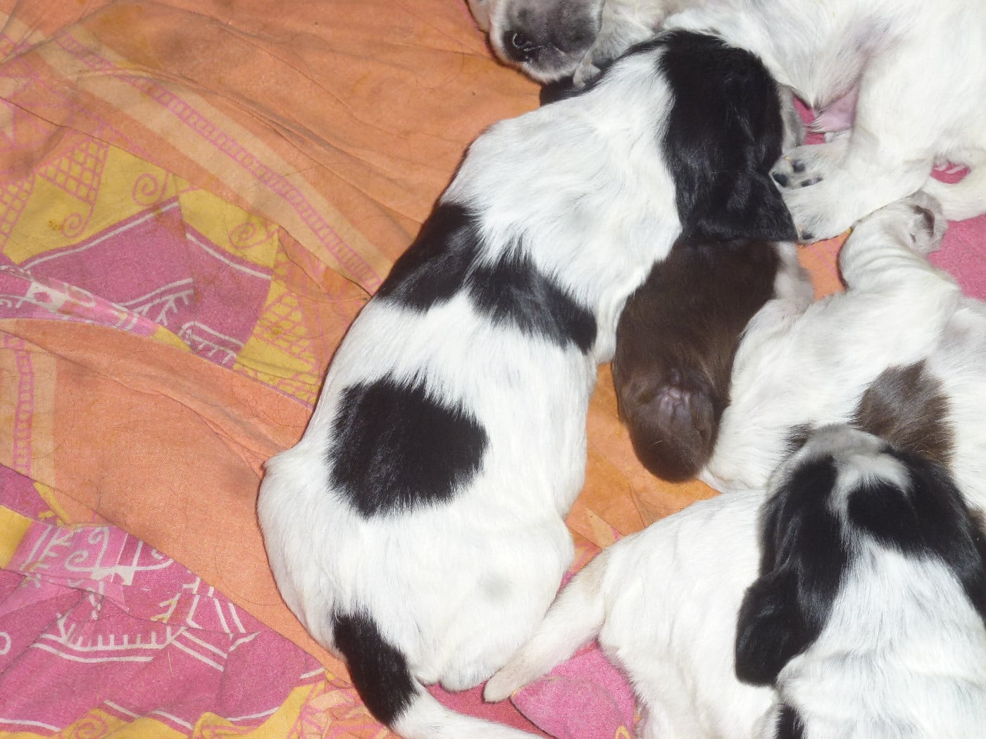 Chiot N°4