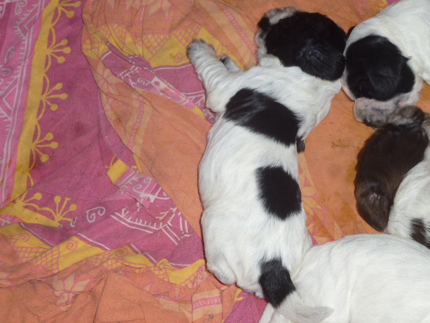 Chiot N°4