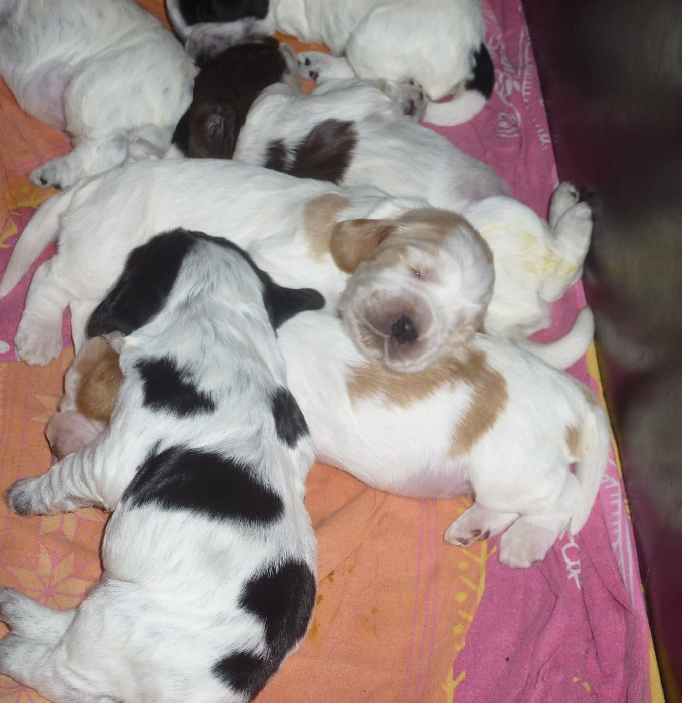Chiot N°5