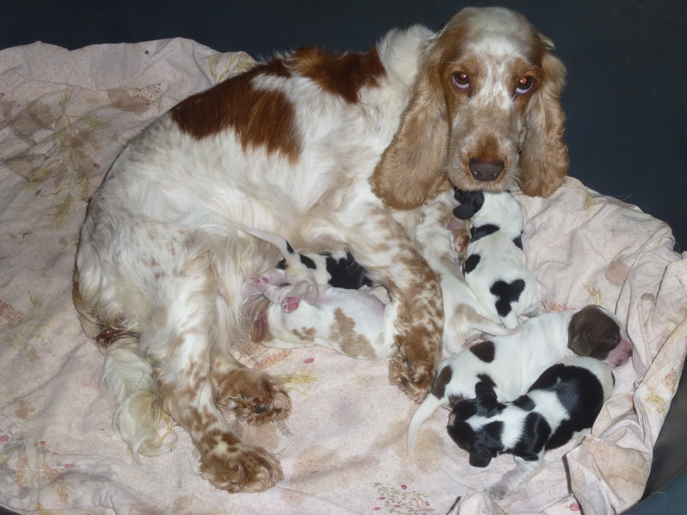 Chiot N°1 - Cocker Spaniel Anglais
