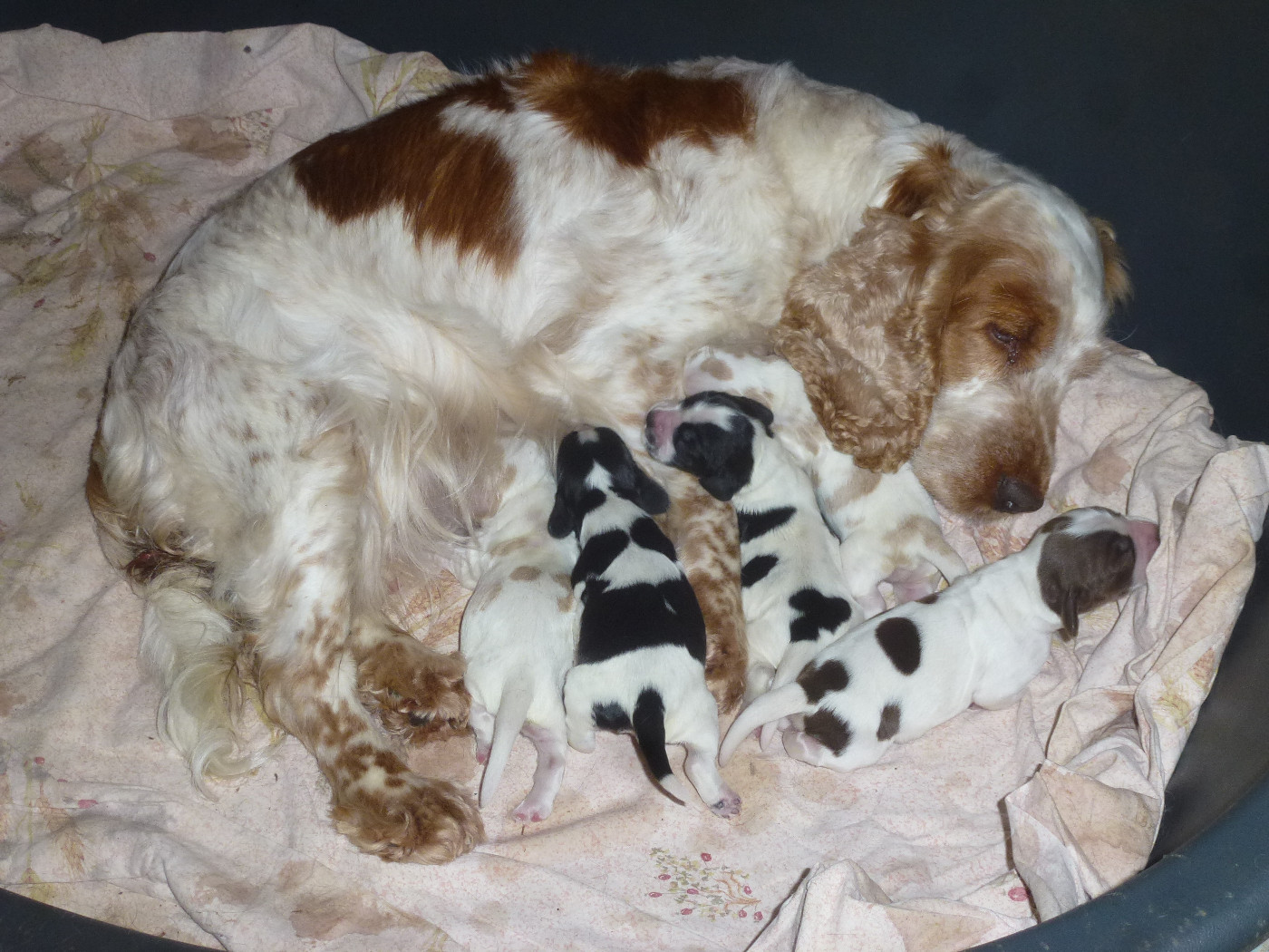 Chiot N°2 - Cocker Spaniel Anglais