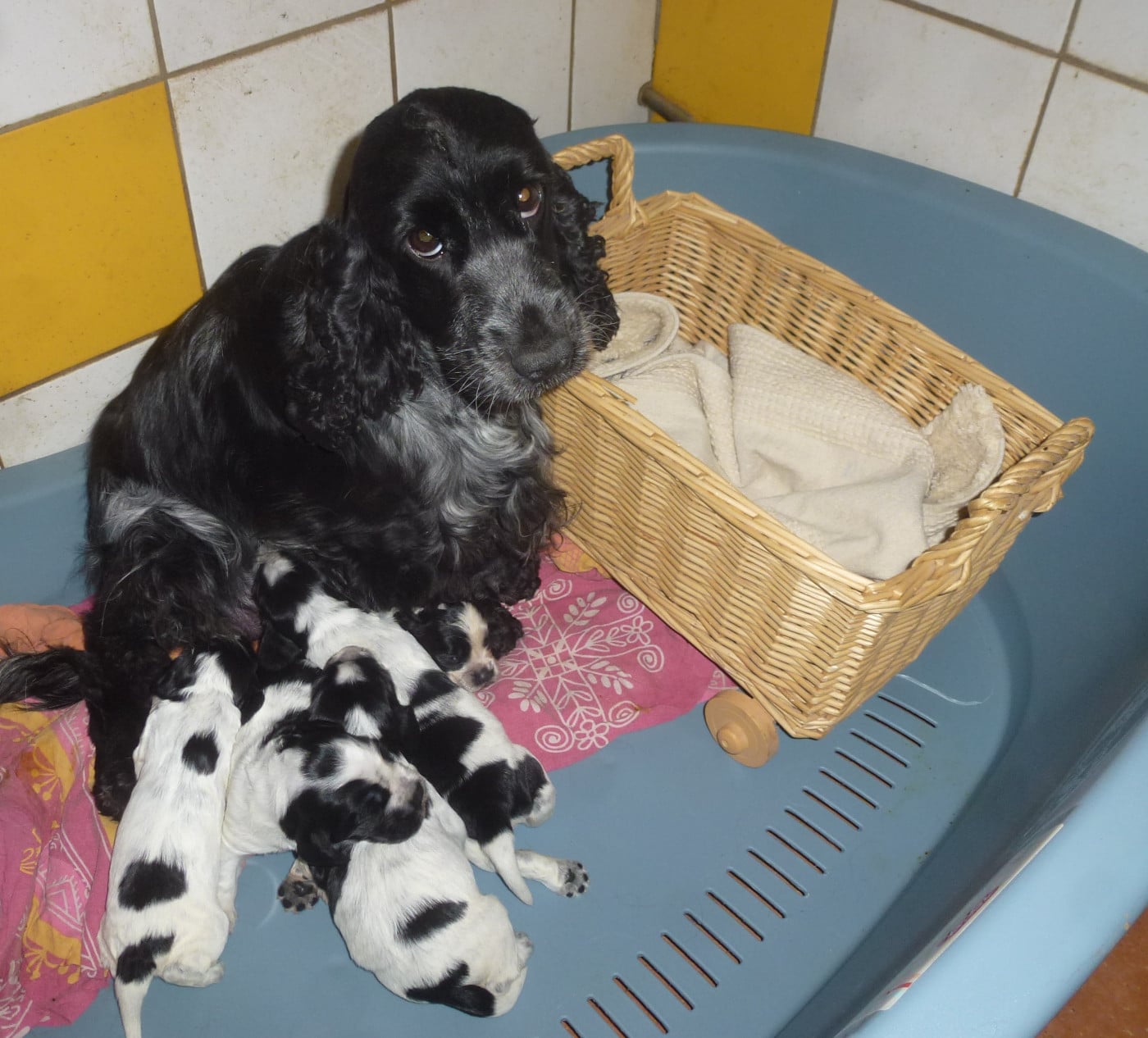 Cocker Spaniel Anglais - Du taillis du houx