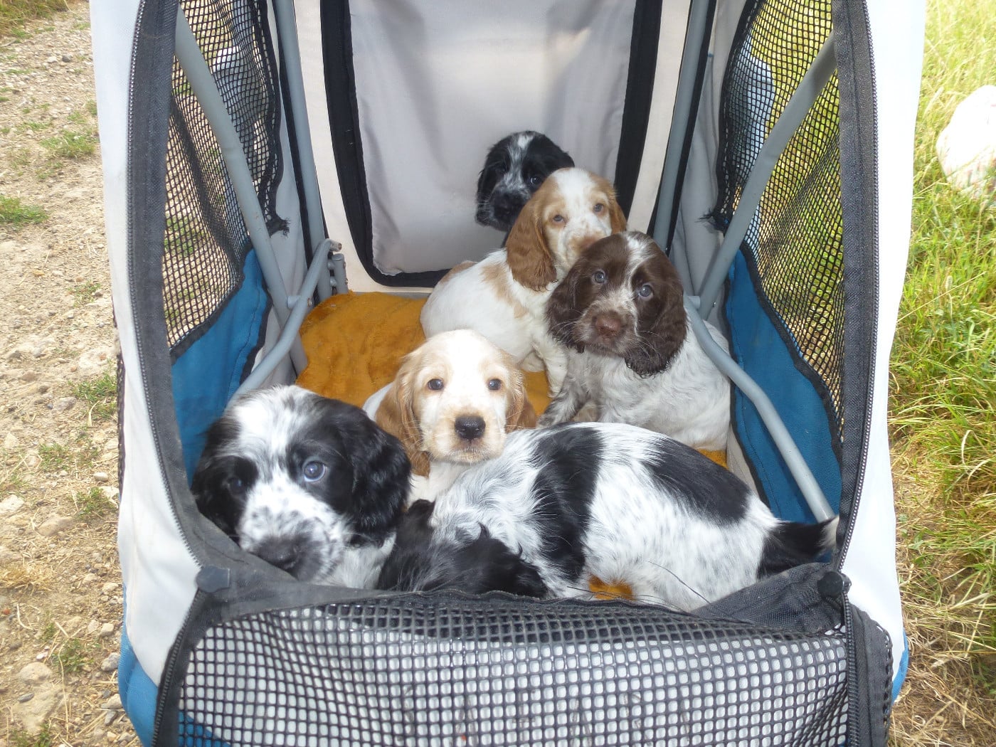 Cocker Spaniel Anglais - Du taillis du houx