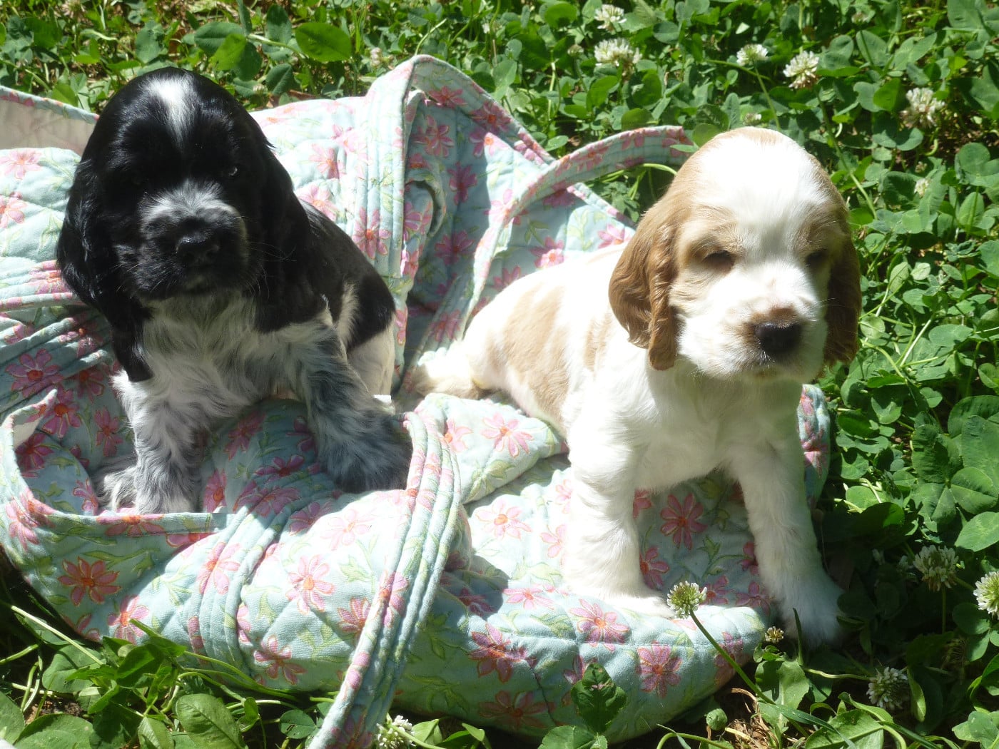 Cocker Spaniel Anglais - Du taillis du houx