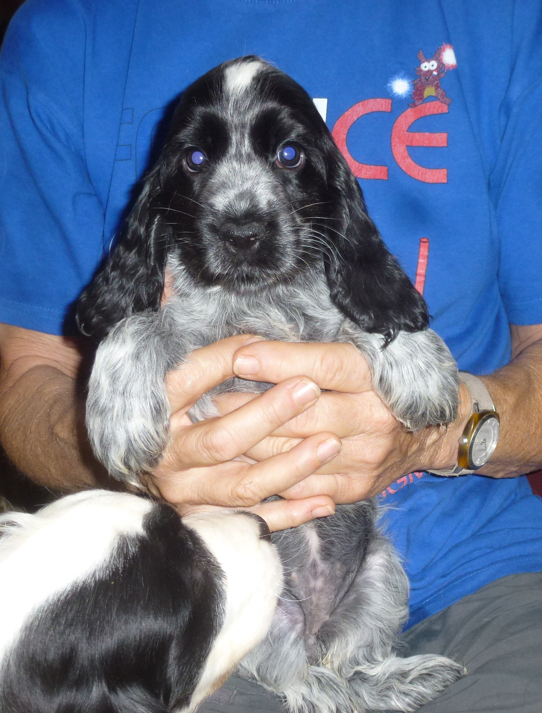 Bella-blue