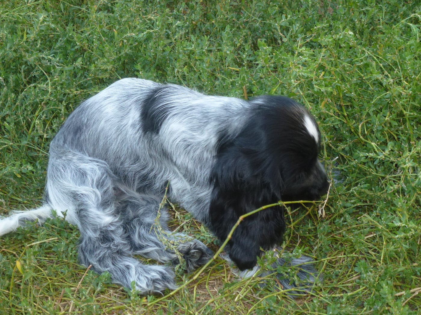 Bella-blue