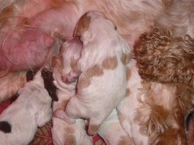 Les chiots de Cocker Spaniel Anglais