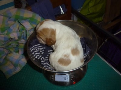 Les chiots de Cocker Spaniel Anglais