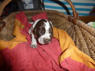 Les chiots de Cocker Spaniel Anglais