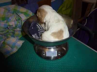 Les chiots de Cocker Spaniel Anglais