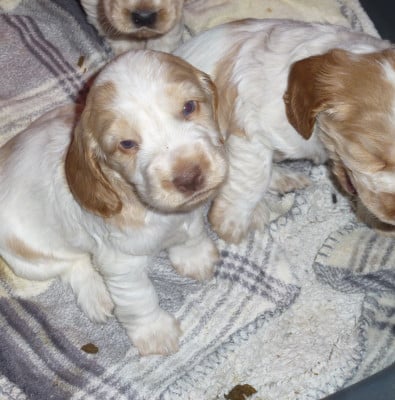 Les chiots de Cocker Spaniel Anglais