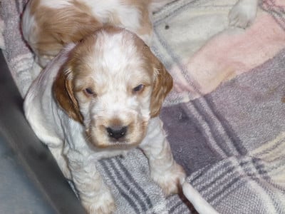 Les chiots de Cocker Spaniel Anglais