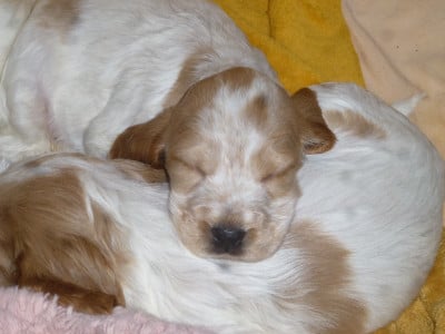 Les chiots de Cocker Spaniel Anglais