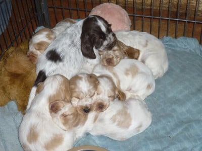 Les chiots de Cocker Spaniel Anglais