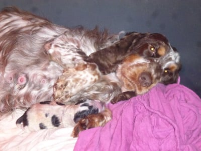 Les chiots de Cocker Spaniel Anglais