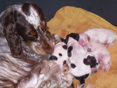 Les chiots de Cocker Spaniel Anglais