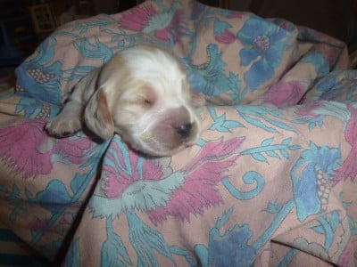 Les chiots de Cocker Spaniel Anglais