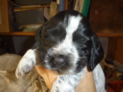 Les chiots de Cocker Spaniel Anglais