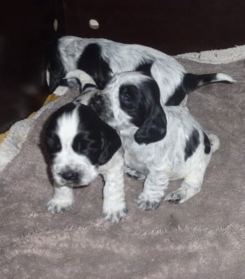 Les chiots de Cocker Spaniel Anglais