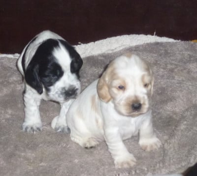 Les chiots de Cocker Spaniel Anglais
