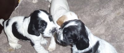 Les chiots de Cocker Spaniel Anglais