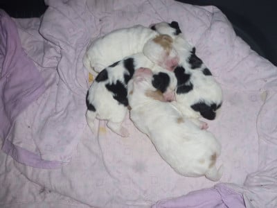 Les chiots de Cocker Spaniel Anglais