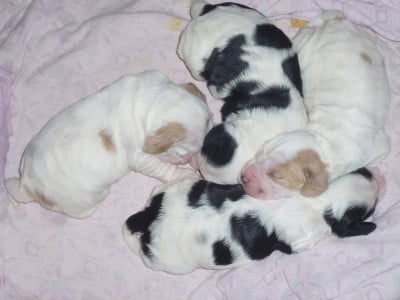 Les chiots de Cocker Spaniel Anglais