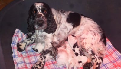 Les chiots de Cocker Spaniel Anglais