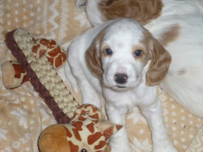 Les chiots de Cocker Spaniel Anglais