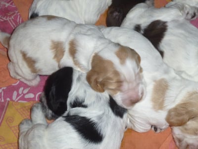 Les chiots de Cocker Spaniel Anglais