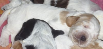Les chiots de Cocker Spaniel Anglais