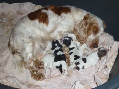 Les chiots de Cocker Spaniel Anglais