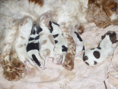 Les chiots de Cocker Spaniel Anglais