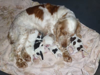 Les chiots de Cocker Spaniel Anglais