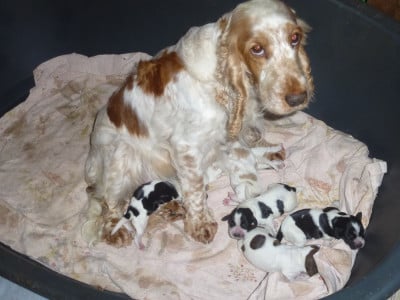 Les chiots de Cocker Spaniel Anglais