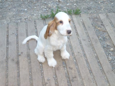Les chiots de Cocker Spaniel Anglais