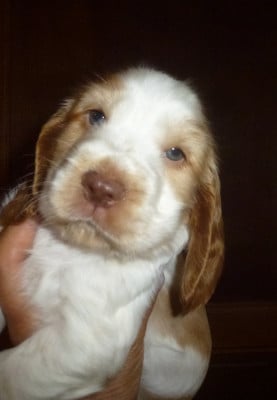 Les chiots de Cocker Spaniel Anglais