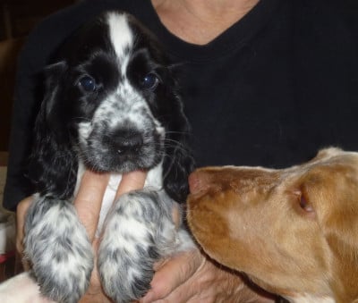 Les chiots de Cocker Spaniel Anglais