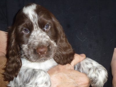 Les chiots de Cocker Spaniel Anglais
