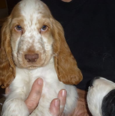 Les chiots de Cocker Spaniel Anglais