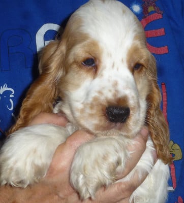Les chiots de Cocker Spaniel Anglais