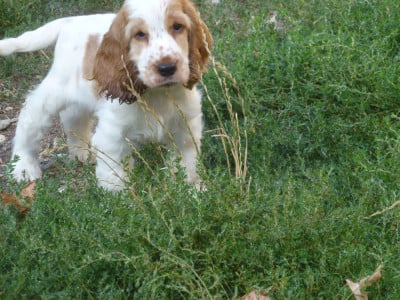 Les chiots de Cocker Spaniel Anglais